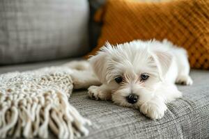 ai gerado pequeno branco cachorro descansando em uma sofá foto