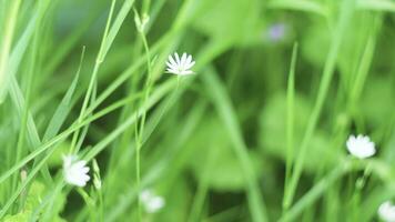 branco selvagem flor dentro verde grama. conceito. branco flor balança dentro vento em verão dia. branco flor é comovente dentro Relva foto
