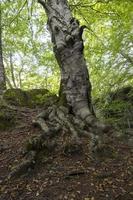 árvore antiga em uma floresta verde foto