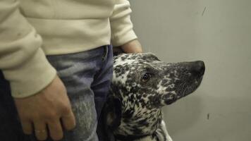 dálmata indo em uma andar. dálmatas equitação dentro a lift com a proprietário. a cachorro O amor é para passeio dentro a elevador foto