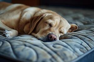 ai gerado labrador retriever dormindo em a colchão foto