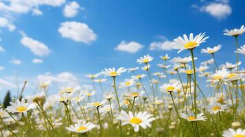 ai gerado florescendo Prado do camomila e flores silvestres, azul céu em uma ensolarado Primavera dia, borrado fundo foto