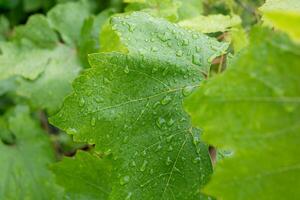 verde uva folhas com água gotas depois de chuva, fechar-se. natural fundo. jardinagem foto