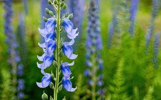 ai gerado Aconitum flor hd foto com fundo