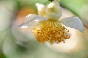 sob o sol, flores de chá com pétalas brancas e núcleos de flores amarelas estão na floresta de chá selvagem foto