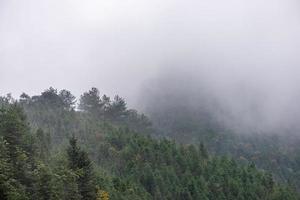 montanha e floresta de chá na neblina matinal foto