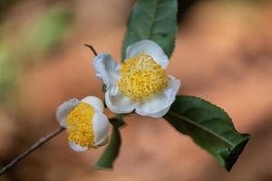 sob o sol, flores de chá com pétalas brancas e núcleos de flores amarelas estão na floresta de chá selvagem foto