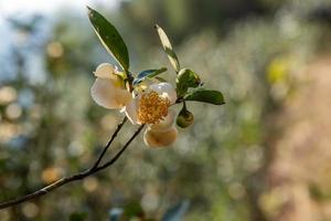 sob o sol, flores de chá com pétalas brancas e núcleos de flores amarelas estão na floresta de chá selvagem foto