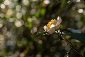 sob o sol, flores de chá com pétalas brancas e núcleos de flores amarelas estão na floresta de chá selvagem foto