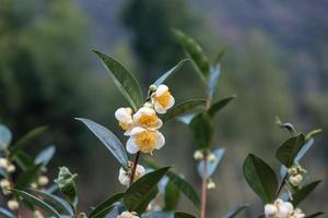 sob o sol, flores de chá com pétalas brancas e núcleos de flores amarelas estão na floresta de chá selvagem foto