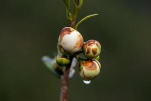 flores da árvore do chá na chuva, pétalas com pingos de chuva foto