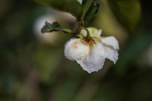 flores da árvore do chá na chuva, pétalas com pingos de chuva foto