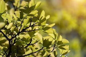 folhas dentro Primavera temporada. foto