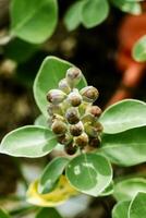 vitex rotundifolia plantar. foto