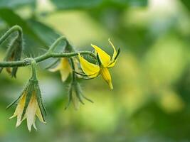 a flor do tomate plantar. foto