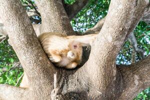 laranja disperso gato dorme em uma árvore para segurança. a vida do animais é uma natural ciclo. foto
