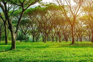 minosoideae verde parque dentro a jardim e Sol luz em a manhã para fundo foto