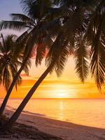 coco Palmeiras com nascer do sol ou pôr do sol às tropical de praia com quieto oceano foto