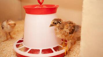 filhotes dentro frango gaiola, serragem lixo, de madeira casa para galinhas. conceito do serviço de limpeza. pássaro muda. foto