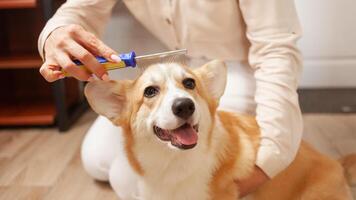 mulher pentes cachorro, agradável massagem, muda, pentear casaco do corgi, levando Cuidado do animais de estimação, amar. sorridente. foto