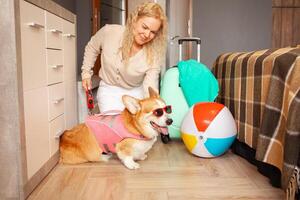 mulher, cachorro preparando para férias, embalagem coisas, mala, legal engraçado corgi dentro oculos de sol, Rosa colete para natação. inflável bola, verão, Tour para quente países, viagem com animal foto