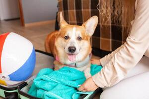 corgi cachorro mentiras em mala, conceito prepara para viagem, verão período de férias. inflável bola, seguro transporte do animais. parece para dentro Câmera. foto