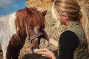 lindo mulher limpa cavalo com escovar, autêntico atmosfera do fazenda, visto pónei O amor é mestre. cabeça. foto