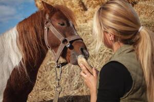 lindo mulher limpa cavalo com escovar, autêntico atmosfera do fazenda, visto pónei O amor é mestre. engraçado. foto