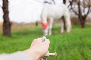 uma lindo branco cavalo dentro uma vermelho chapéu foto