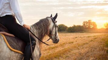mulher O amor é uma cavalo. amor e amizade para a animal, Cuidado foto