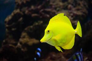 zebrasoma flavescens é amarelo plano mar peixe a partir de Havaí. lindo fundo foto