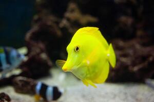 zebrasoma flavescens é amarelo plano mar peixe a partir de Havaí. lindo fundo fechar acima foto