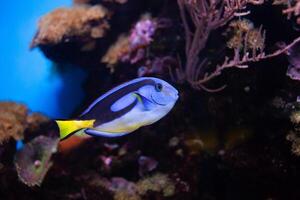 lindo peixe nada dentro a aquário, mar, a oceano. raro exótico peixe dentro natureza. oceanário, o negócio turista. fundo, protetor de tela. fechar acima azul foto