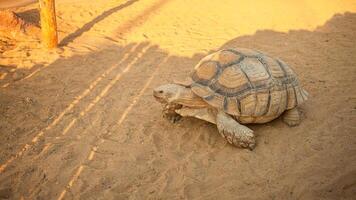 ampla terra tartaruga rasteja em a areia, devagar. topo Visão foto