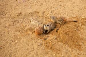 suricatos dentro a bioparque, sentar em areia, escavação, natural habitat. lindo animais, o negócio turismo. pequeno roedores foto