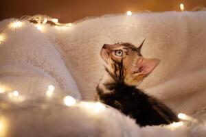 encantador de olhos azuis Bengala gatinho em uma branco tricotado fundo foto