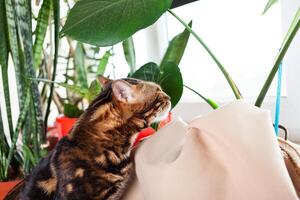 uma Castanho leopardo Bengala gato cheira uma verde monstro flor foto