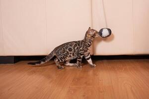 uma pequeno Castanho leopardo tigre Bengala gatinho tocam com uma Preto e branco bola foto