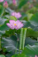 há muitas flores de lótus rosa no lago de lótus foto