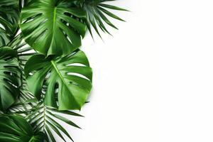 ai gerado foto verde tropical Palma folhas monstera em branco fundo generativo ai