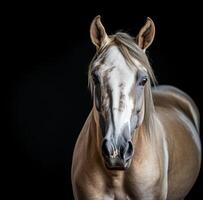 ai gerado uma cavalo parece para a Câmera em uma Preto fundo foto