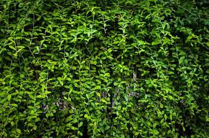 Sombrio verde botânico parede folhas com vinheta fundo isolado em horizontal Razão fotografia modelo. foto