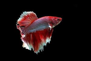 lindo vermelho lavanda meia-lua betta peixe em Preto fundo foto