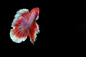 lindo vermelho lavanda meia-lua betta peixe em Preto fundo foto