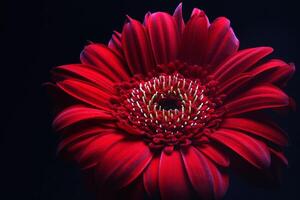 lindo vermelho gerbera flor, transvaal margarida foto
