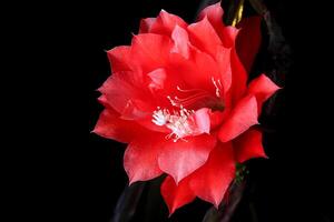 vermelho flor do espinha de peixe cacto, disocactus anguligre ,epífilo anjo, comumente conhecido Como a espinha de peixe cacto ou zig zag foto