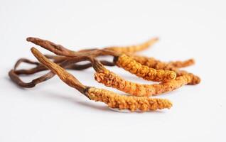 cordyceps sinensis ou ophiocordyceps sinensis isolado em branco fundo, cogumelo erva tratamento remédio. foto