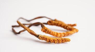 cordyceps sinensis ou ophiocordyceps sinensis isolado em branco fundo, cogumelo erva tratamento remédio. foto