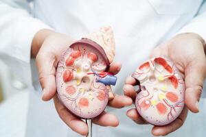 crônica rim doença, médico com modelo para tratamento urinário sistema, urologia, estimado glomerular filtração taxa egfr. foto