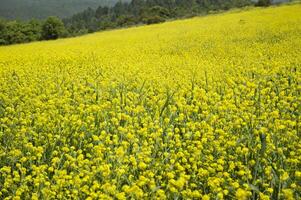 amarelo campo foto